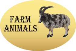 Farm Animals