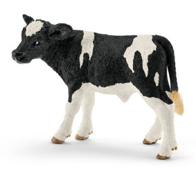 Holstein calf