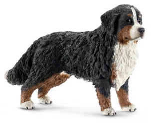 Bernese mountain dog (Female)