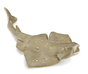 Angel Shark