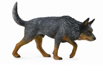 Australian Cattle Dog