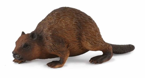 Beaver