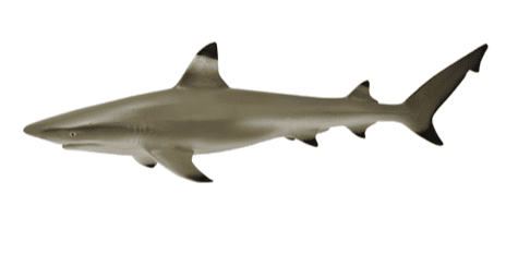 Blacktip Reef Shark