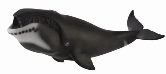 Bowhead Whale