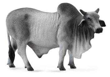 Brahman Bull