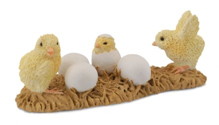 Chicks Hatching