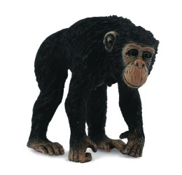 Chimpanzee Female