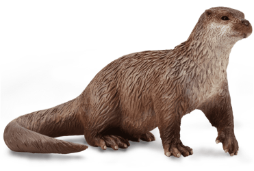 Common Otter