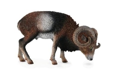 European Mouflon