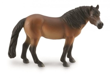 Exmoor Pony Stallion