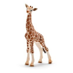 Giraffe, calf