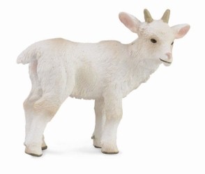 Goat Kid - Standing