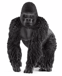 Gorilla, male