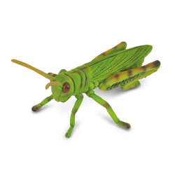 Grasshopper