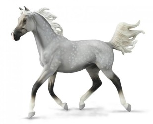 Half Arabian Stallion Dapple Grey