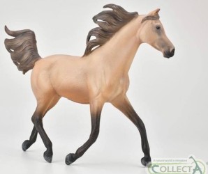 Half Arabian Stallion Dunskin