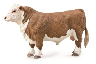 Hereford Bull - Polled