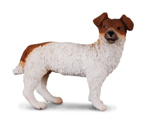 Jack Russell Terrier