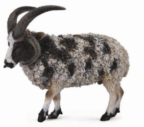 Jacob Sheep