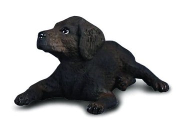 Labrador Retriever Puppy