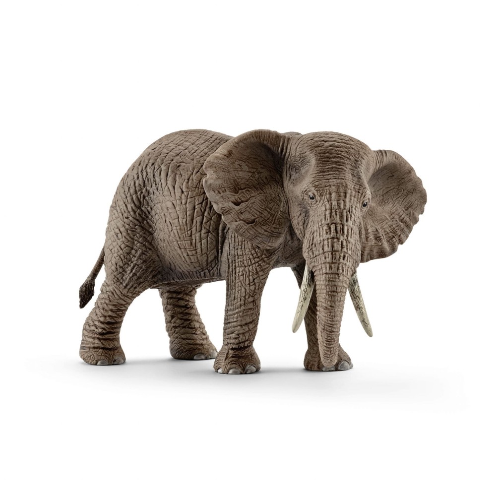 African Elephant, female