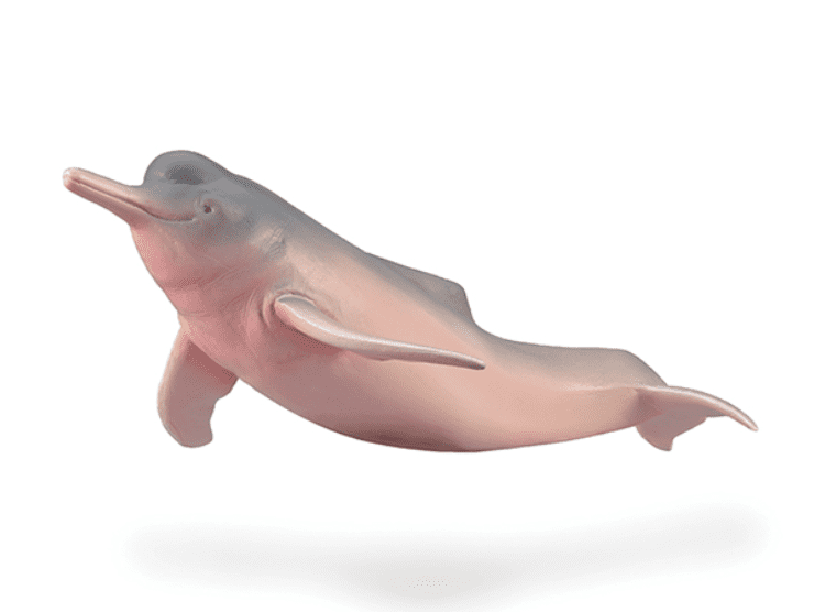 Amazon River Dolphin