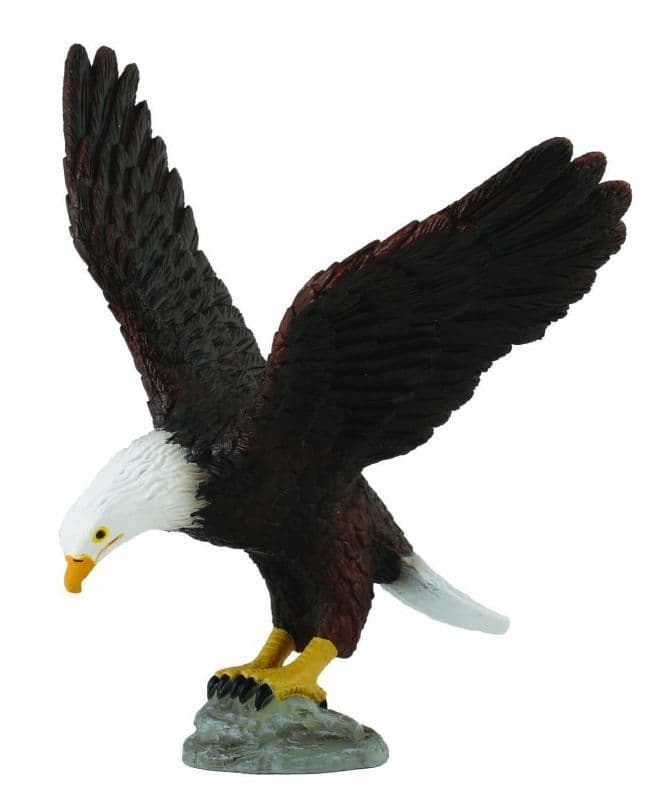 American Bald Eagle