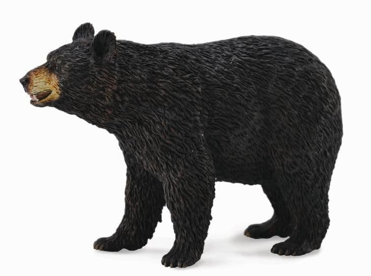 American Black Bear