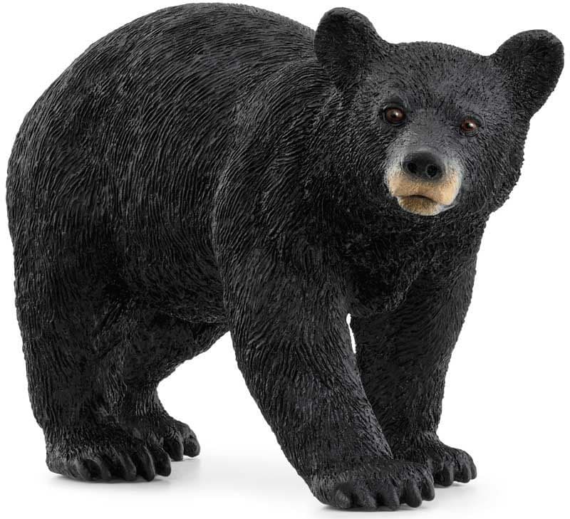 American Black Bear