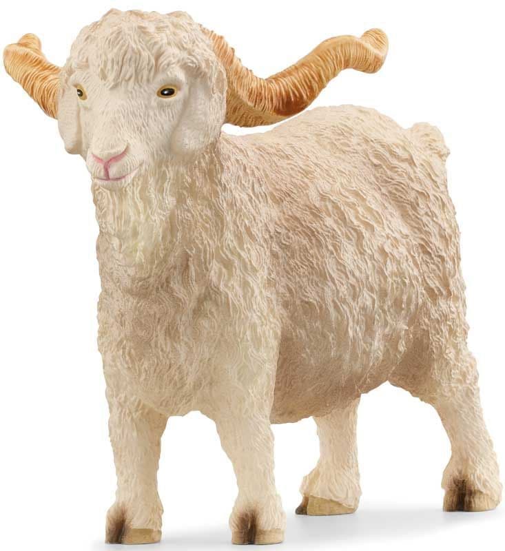 Angora Goat