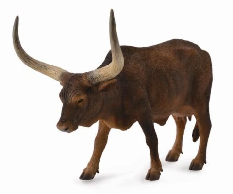 Ankole-Watusi Cow