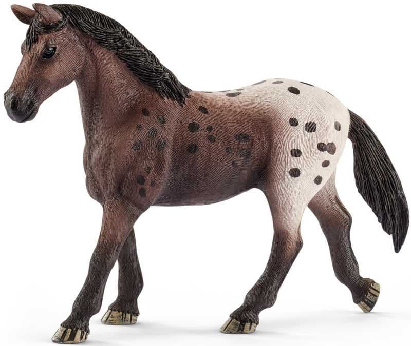 Appaloosa mare