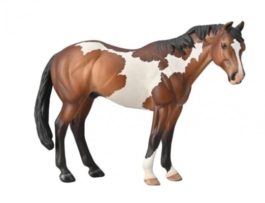 Appaloosa Stallion Bay Overo Paint