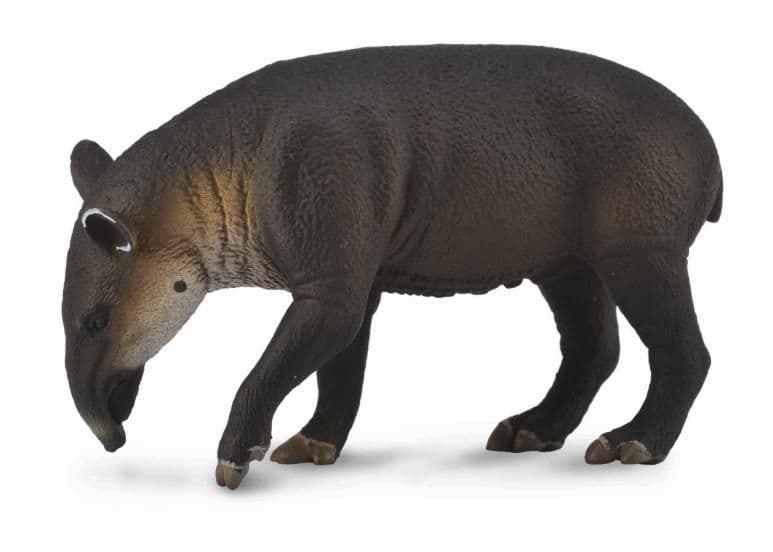 Baird'S Tapir