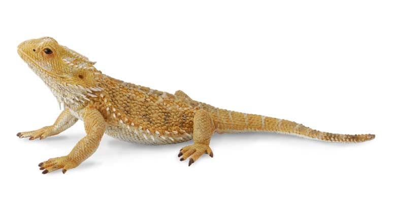 Bearded Dragon Lizard