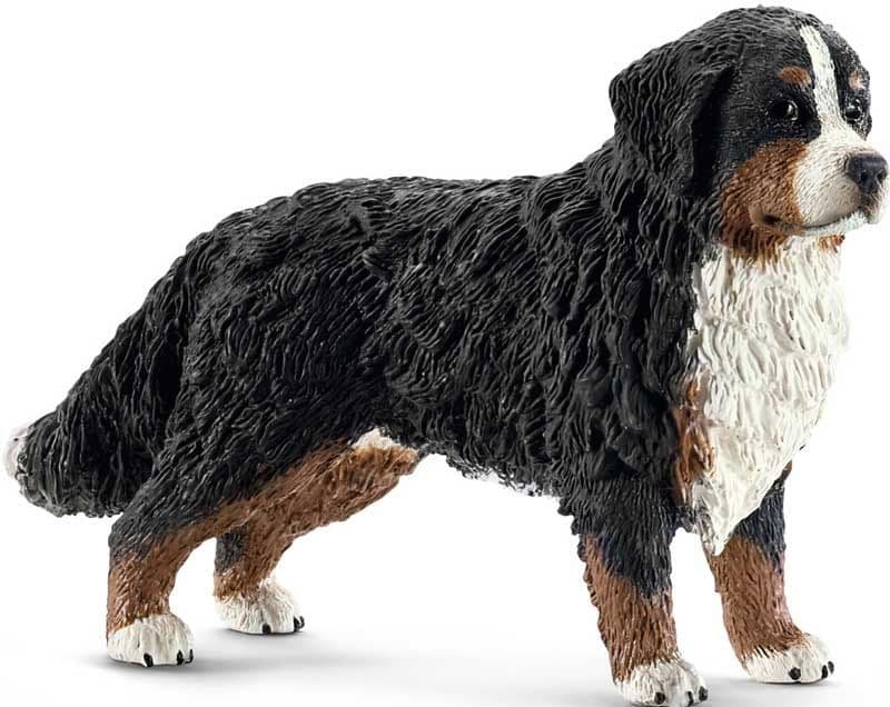 Bernese mountain dog (Female)