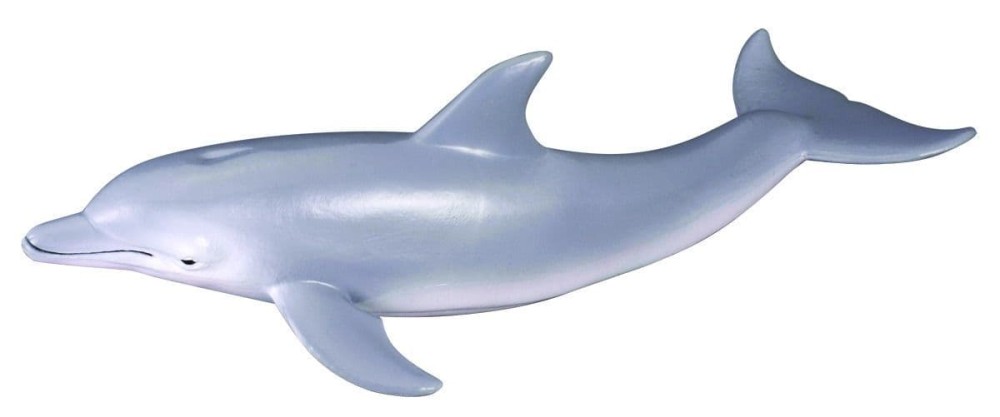 Bottlenose Dolphin