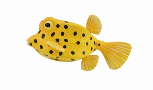 Boxfish