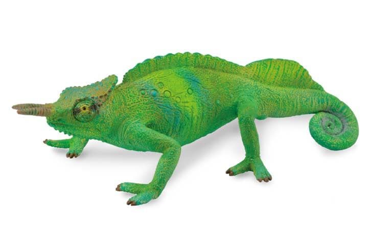 Cameroon Sailfin Chameleon