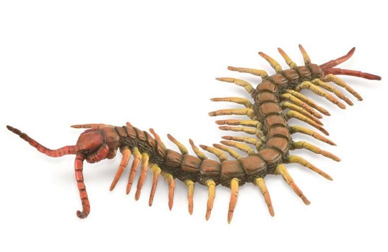 Centipede