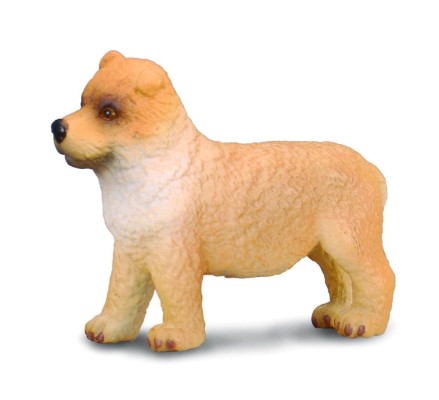 Chow Chow Puppy