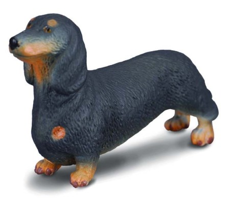 Dachshund