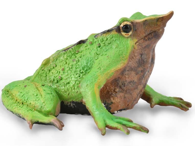 Darwin's Frog