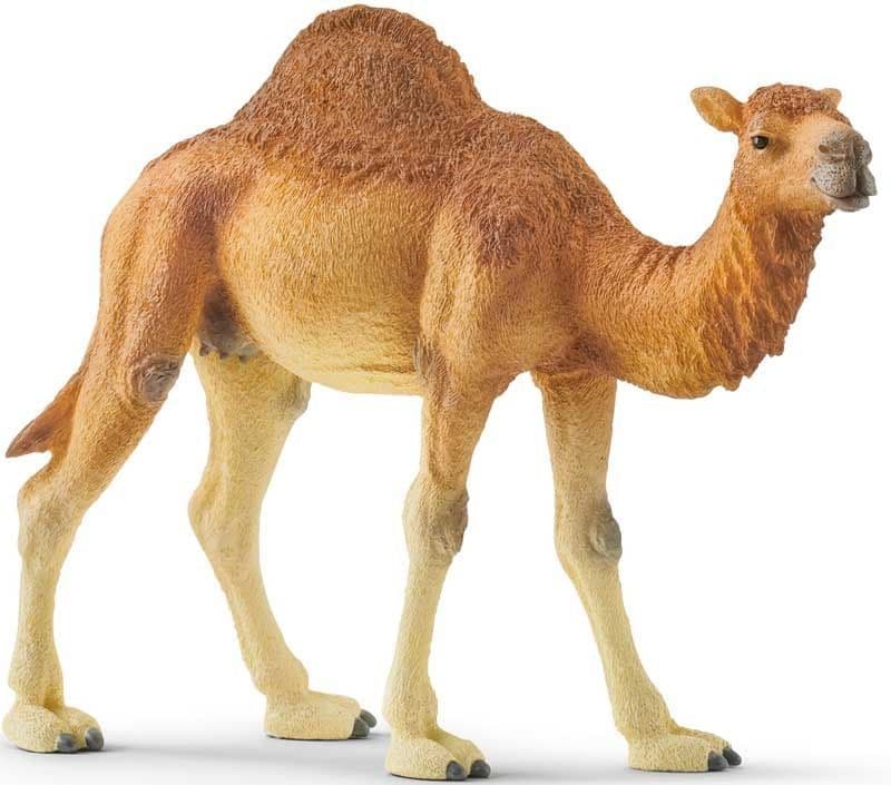 Dromedary