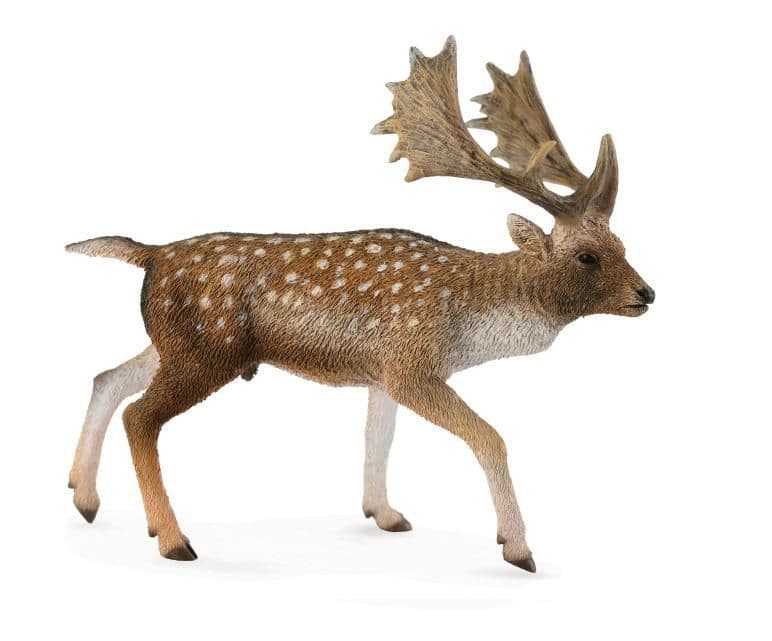 Fallow Deer Male