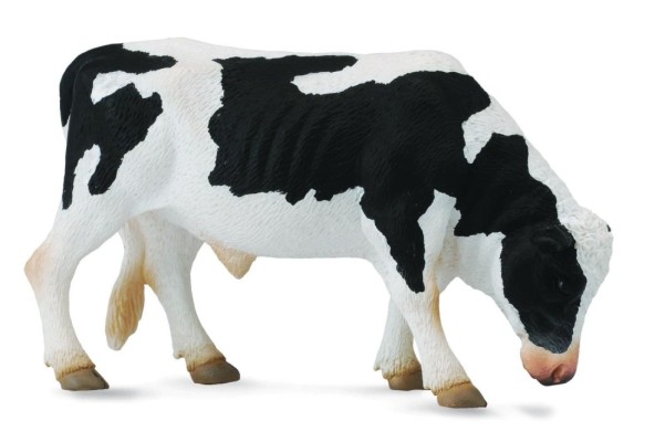 Friesian Bull