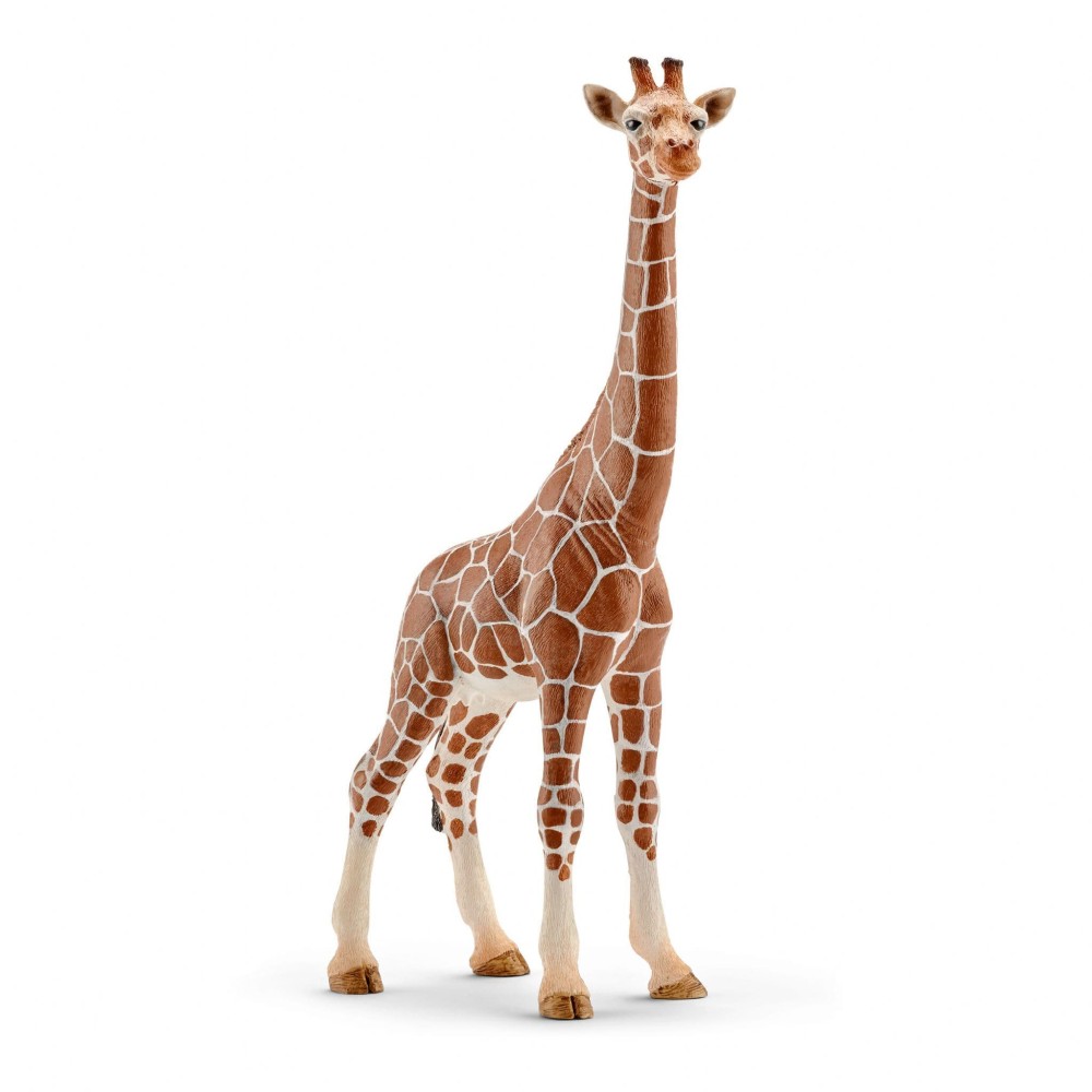 Giraffe, female