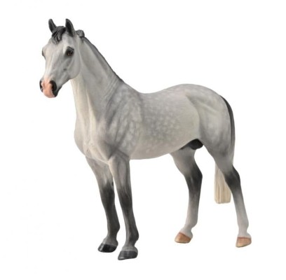 Hanoverian Stallion Dapple Grey