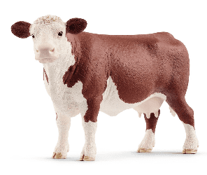 Hereford Cow