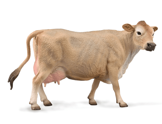 Jersey Cow